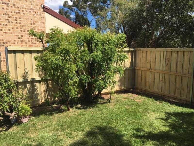Treated pine timber fence behind established shrubs in a Sydney back garden